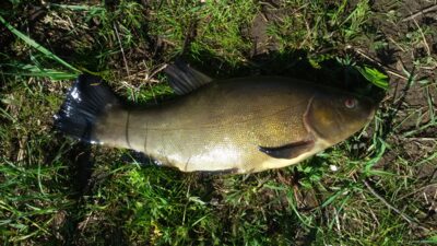 Tench, 1.0 kg — Ekrano gamyklos