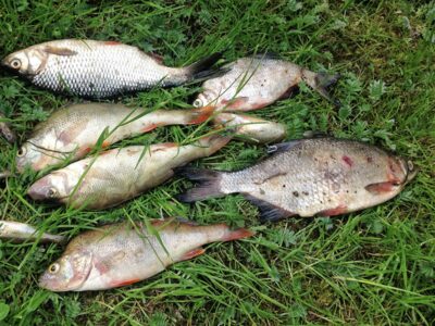 Eurasian perch ×3 — ATMATA