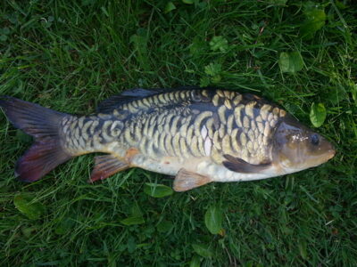 Carp, 1.8 kg