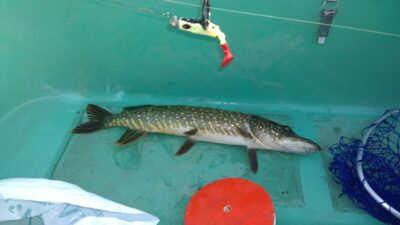 Northern Pike