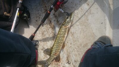 Northern Pike, 0.8 kg — Kurklys