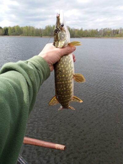 Northern Pike ×3