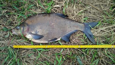 Carp bream, 2.8 kg — Neman River