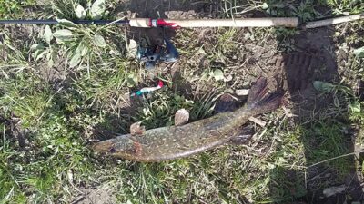 Northern Pike, 1.6 kg — Neman River