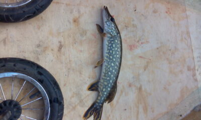 Northern Pike — Gilužis