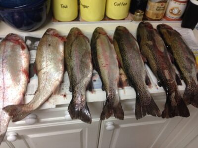 Ocean Trout ×8