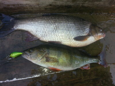 Eurasian perch