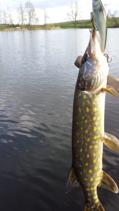Northern Pike ×4 — Lamėstas