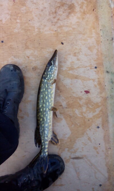 Northern Pike — Striūpys