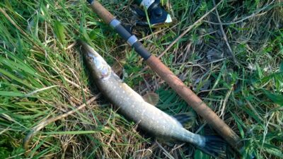 Northern Pike, 0.3 kg