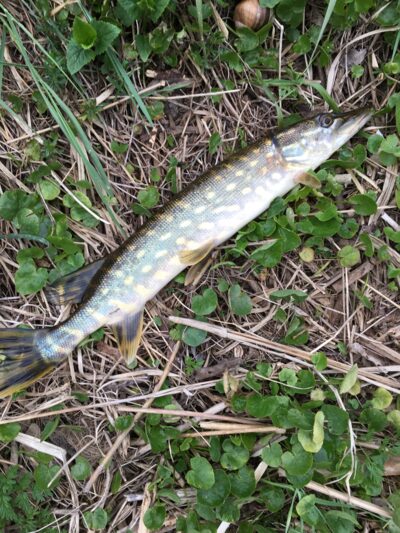Northern Pike — Mūša