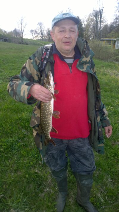Northern Pike, 1.5 kg — Gelvė