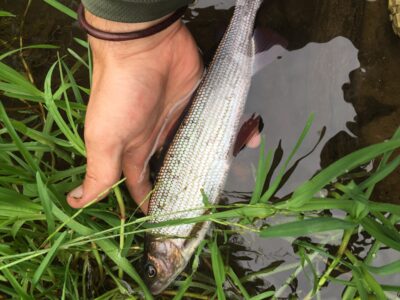 Grayling