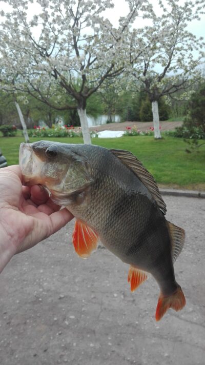 Eurasian perch, 0.7 kg