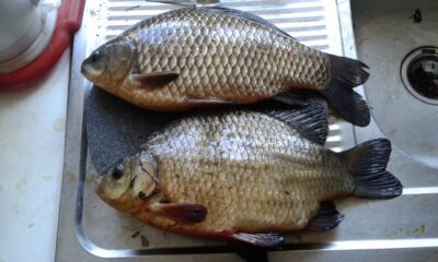 Crucian carp ×2 — Danė