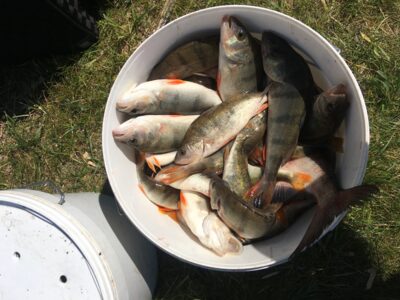 Eurasian perch, 0.7 kg