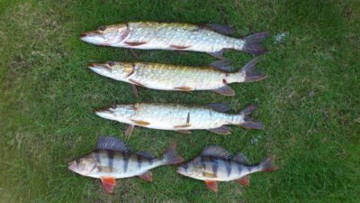 Northern Pike ×3 — Šventoji