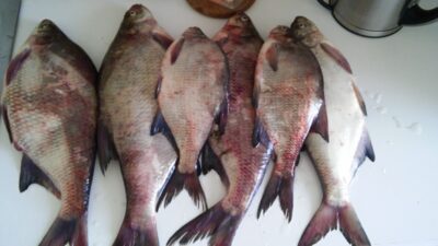 Carp bream ×6 — Neman River