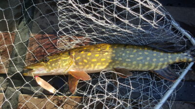 Northern Pike