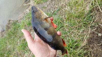 Eurasian perch ×7 — Elektrėnai reservoir