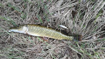 Northern Pike, 2.5 kg — Elektrėnai reservoir
