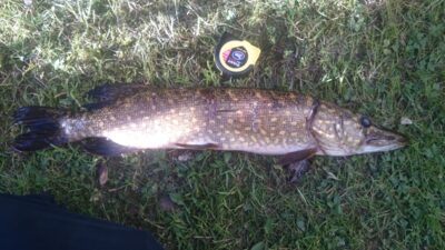 Northern Pike, 1.4 kg — Rubikių