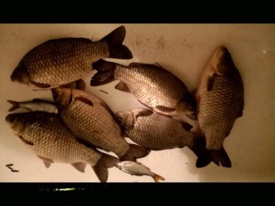 Crucian carp ×6 — Pailių