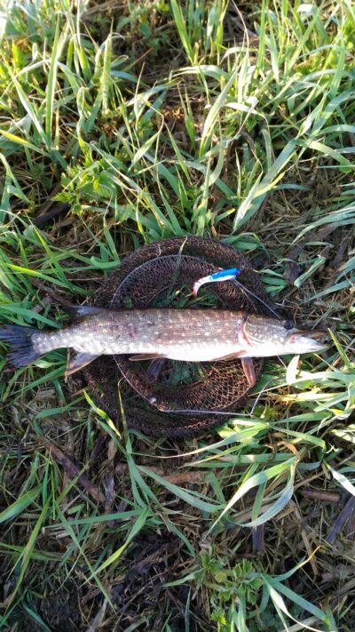 Northern Pike, 0.9 kg — Lėvuo