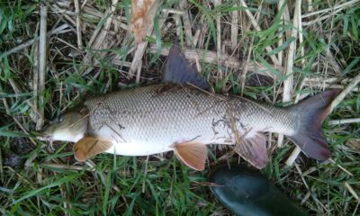 Barbel, 3.9 kg — Neris River