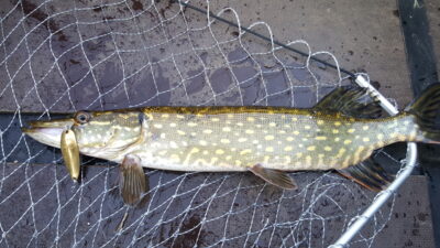 Northern Pike