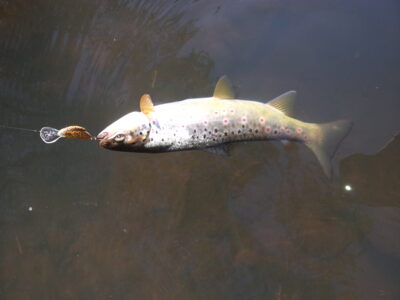 Brown Trout, 0.4 kg