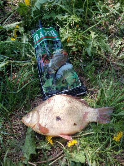 Crucian carp, 1.0 kg