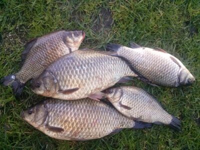 Prussian carp ×5
