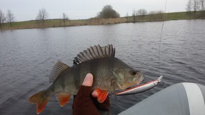 Eurasian perch, 0.8 kg — Baublys