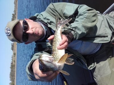 Northern Pike, 1.1 kg