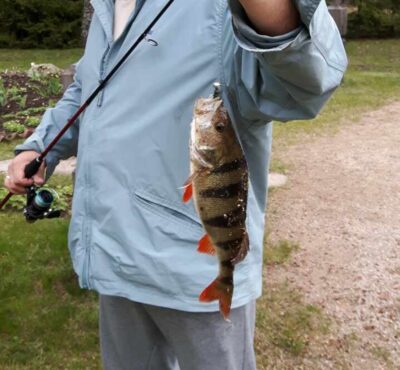 Eurasian perch, 0.5 kg — Aisetas