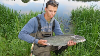 Asp, 3.0 kg