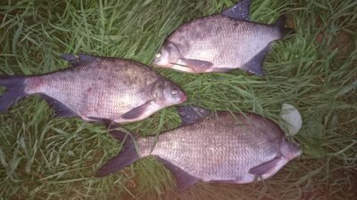 Carp bream ×3 — Neman River