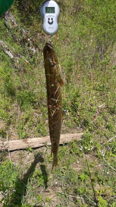 Northern Pike, 1.3 kg — Neris River