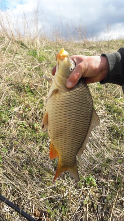 Carp, 1.6 kg