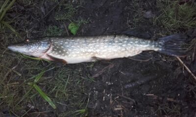 Northern Pike, 1.3 kg