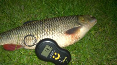chub, 1.3 kg