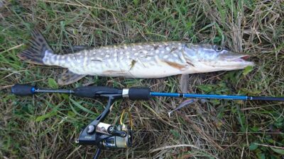 Northern Pike, 1.5 kg