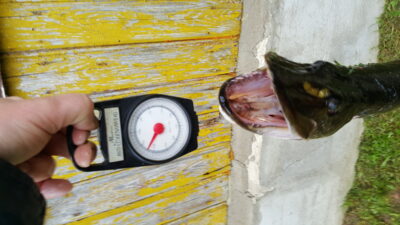 Northern Pike