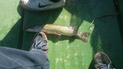 Northern Pike, 0.4 kg — Rubikių