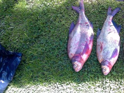 Carp bream ×2 — Neman River