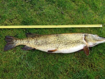 Northern Pike, 4.0 kg — Siesartis