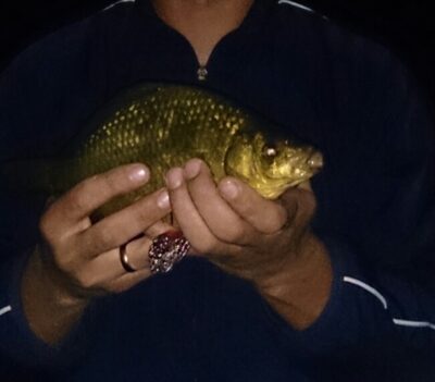 Crucian carp ×2