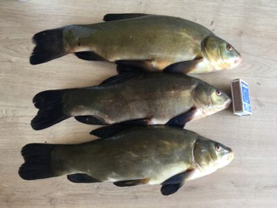 Tench
