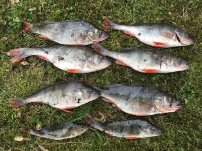Eurasian perch ×8